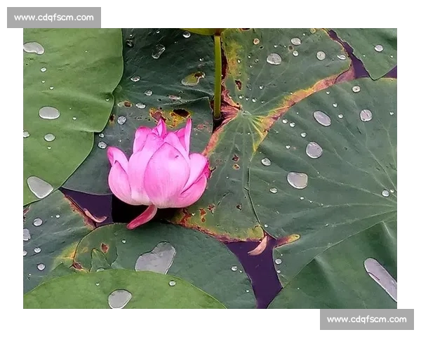 高清畅享意甲直播盛宴感受绿茵激情见证豪门巅峰对决 - 副本 - 副本 (2) - 副本 - 副本 高清畅享意甲直播盛宴感受绿茵激情见证豪门巅峰对决 - 副本 - 副本 (2) - 副本 - 副本